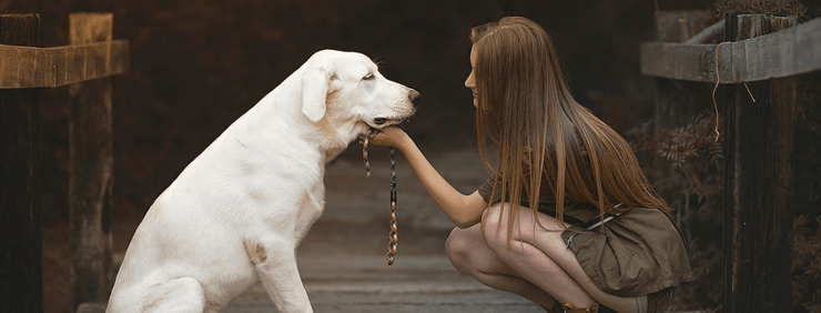 知って下さい、この国の犬猫の現状を