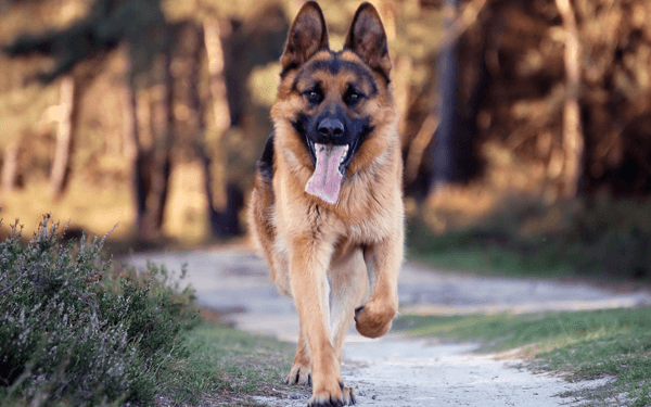 愛犬が突然びっこをひきだした!原因まとめ