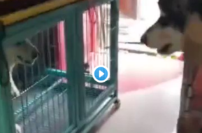 まるでネット民!犬の喧嘩も人間の喧嘩も同じだった……?