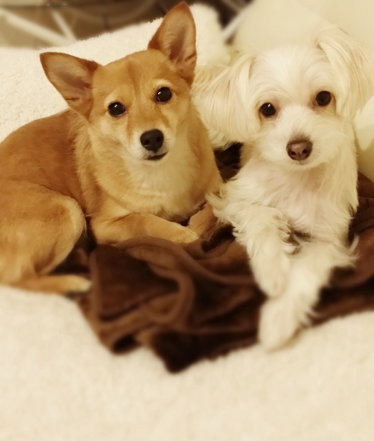 シニア犬・老犬の食事で気になることトップ４！