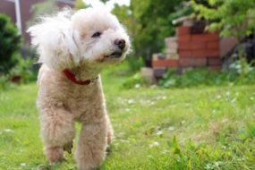 犬の避妊手術をするメリットやデメリットは？