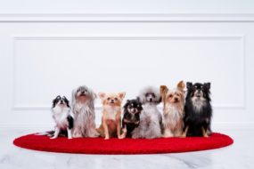 殺処分をなくしたい! 保護犬のために私たちができること
