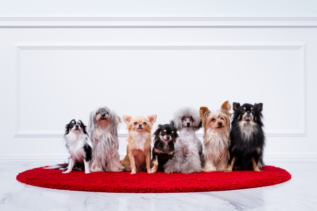 殺処分をなくしたい！ 保護犬のために私たちができること