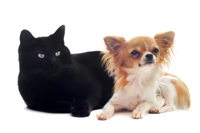 犬と猫は意外に仲良し? 同居させる時の環境づくり