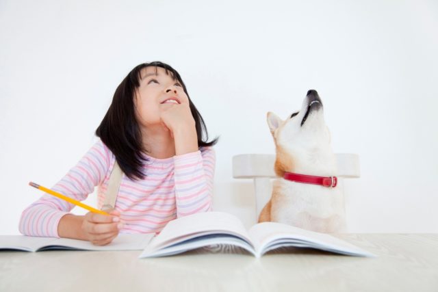 犬と猫が仲良く暮らすための環境づくり