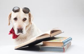 ギネス認定されたハイスペックな犬たち!