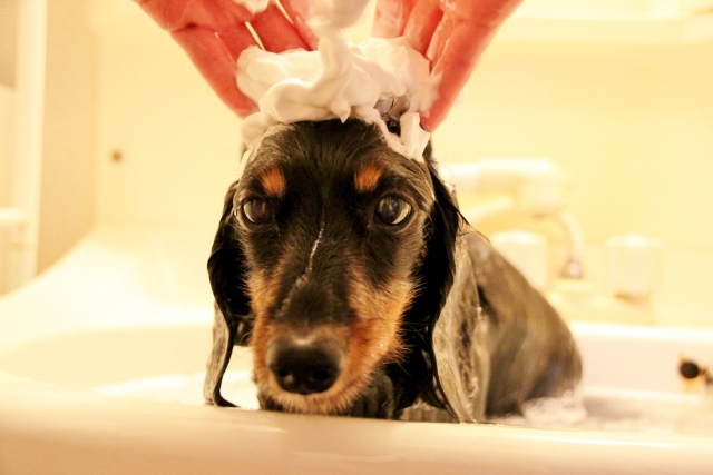 愛犬の臭いやフケはシャンプー不足？ 正しい知識と頻度を知ろう！