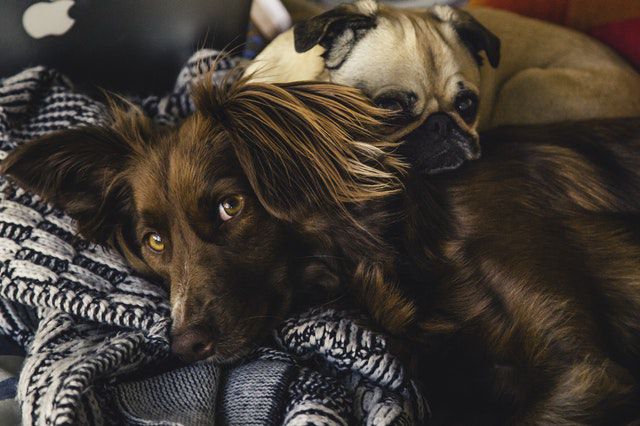犬の多頭飼いは性格や性別、体の大きさを考慮して！