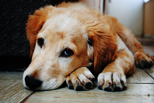 多頭飼いでは先住犬の年齢と健康状態もチェック！