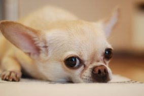 うちの犬、痩せすぎ？ 判断基準と原因まとめ