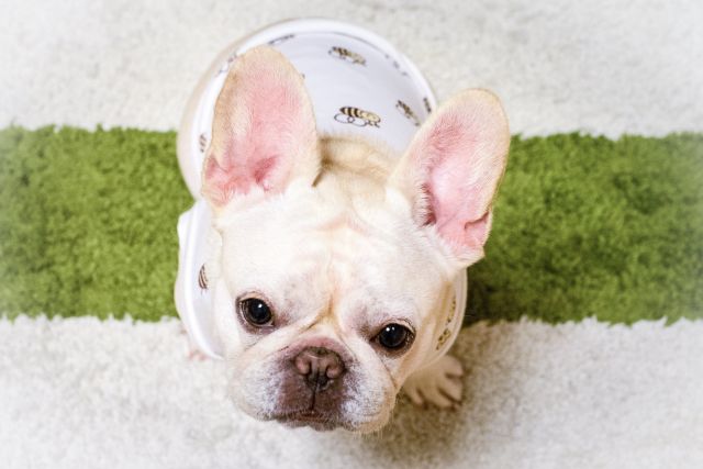 保護犬を迎える前に家族で話し合う３つのこと