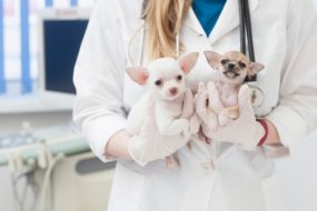 何が決め手？ かかりつけの動物病院の選び方