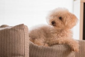 こんなにかかるの！？ 知っておきたい動物病院の費用相場