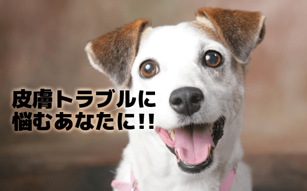 皮膚トラブルに悩むあなたに！