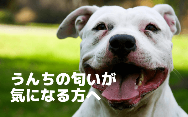 「ずっと一緒だワン」で愛犬のうんちを改善！口コミも