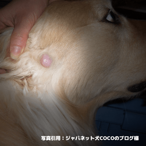 犬のイボが出来たら読んでほしいイボ注意ポイント
