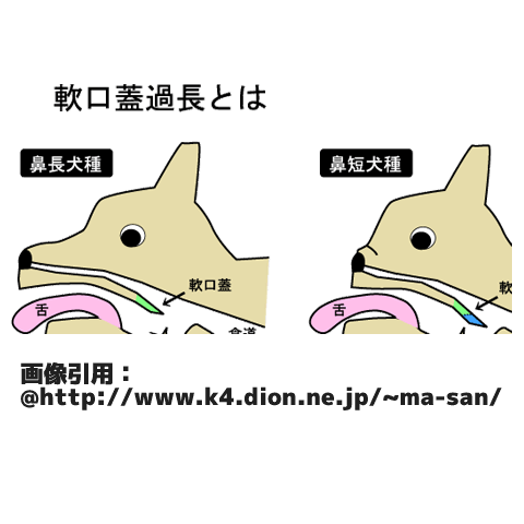 軟口蓋