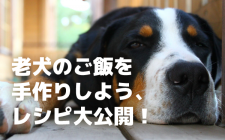 老犬のご飯（フード）を手作りしよう、レシピ大公開！