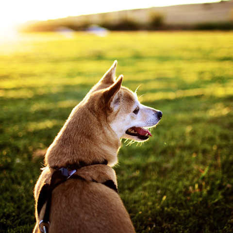 犬の散歩のしつけ方や悩みについてまとめました。