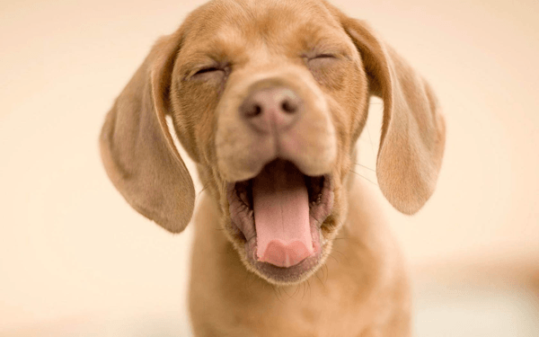 子犬の歯の生え変わりによくある事
