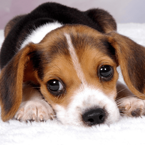 子犬の歯の生え変わり時期に知っておきたいこと