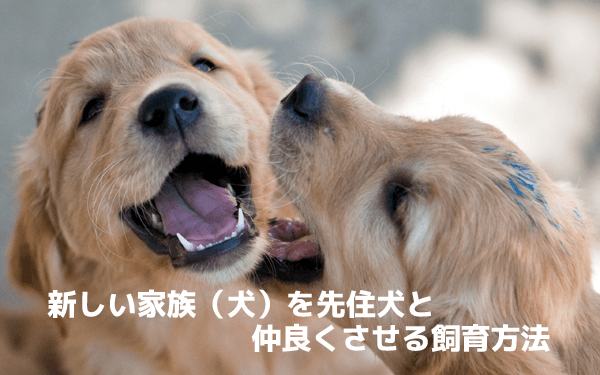 新しい家族（犬）を先住犬と仲良くさせる飼育方法