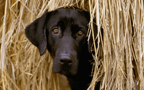 犬のイボは悪性腫瘍？イボできる原因と取り方