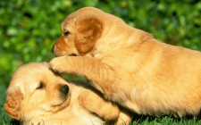 子犬が甘噛みする理由と意味って知ってる？