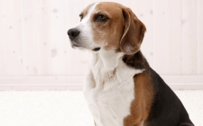 愛犬がクッシング症候群！？読んでほしい症状と治療まとめ