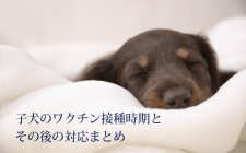 子犬のワクチン接種時期とその後の対応まとめ