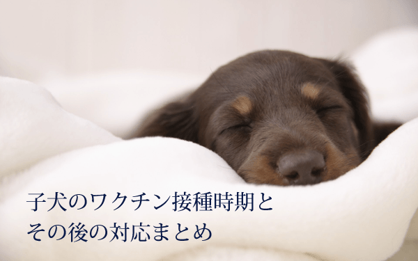 子犬のワクチン接種時期とその後の対応まとめ