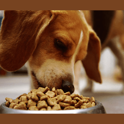 dog-food