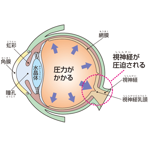愛犬が緑内障かもしれないと思ったら知りたい情報まとめ