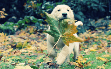 犬が散歩中に草を食べる際のトラブルまとめ
