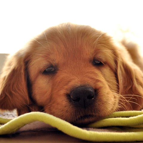犬が軟便になる理由と考えられる危険性について