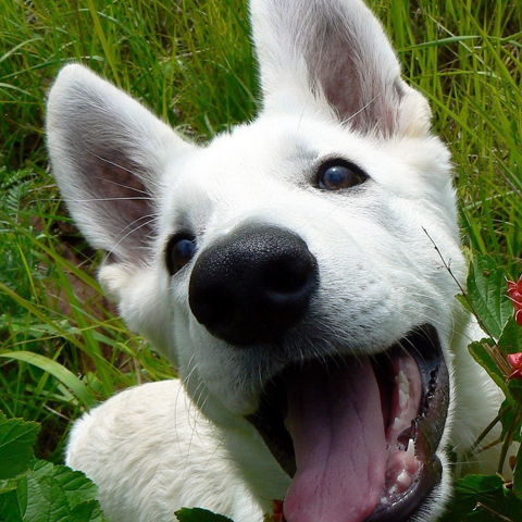 犬はなぜ掘るのか？意味ややめさせ方などまとめ