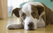 足が立たない老犬のリハビリ方法