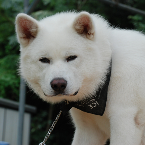オス犬の去勢手術の術後よくある悩みまるわかり