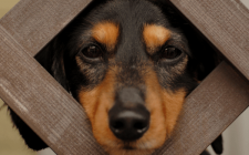 犬が食べてはいけない/中毒になってしまう食べ物「ぶどう」