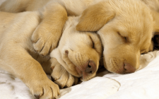 犬の爪切りの基本とコツを学ぼう！まとめ
