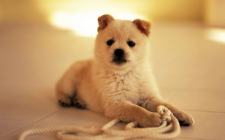 犬だってやきもちを焼く！ケア方法まとめ