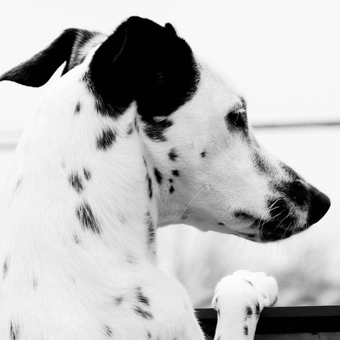 愛犬がやきもちを焼いて問題行動を起こしたら…