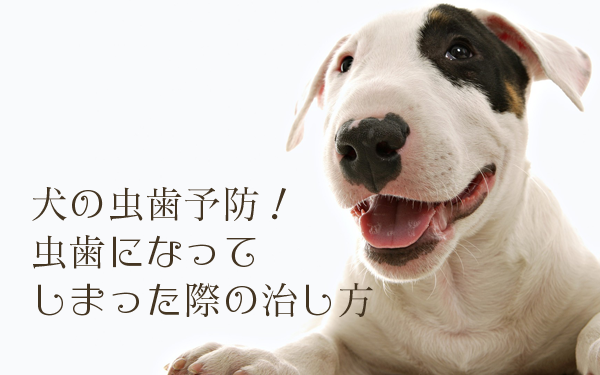 犬の虫歯予防！虫歯になってしまった際の治し方