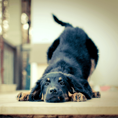 愛犬に伏せをしつけしよう！伏せの教え方まとめ