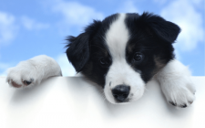 犬がしゃっくり！考えられる病気と症状まとめ