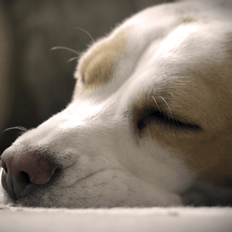 犬がしゃっくりする原因とかんがえられる病気について