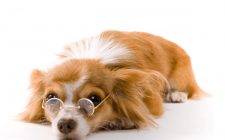 犬は風邪を引く？症状をチェックしてみよう