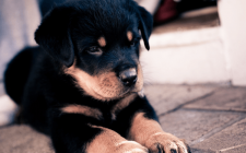 【しつけ】犬の伏せの教え方おさらいしよう！
