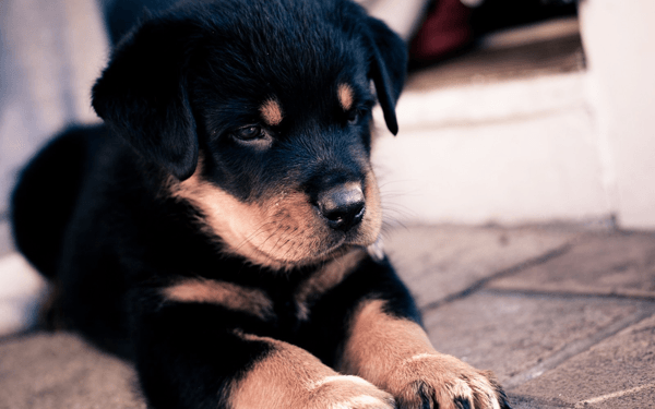 【しつけ】犬の伏せの教え方おさらいしよう！