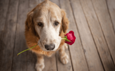 犬の尿毒症、その症状と看病まとめ